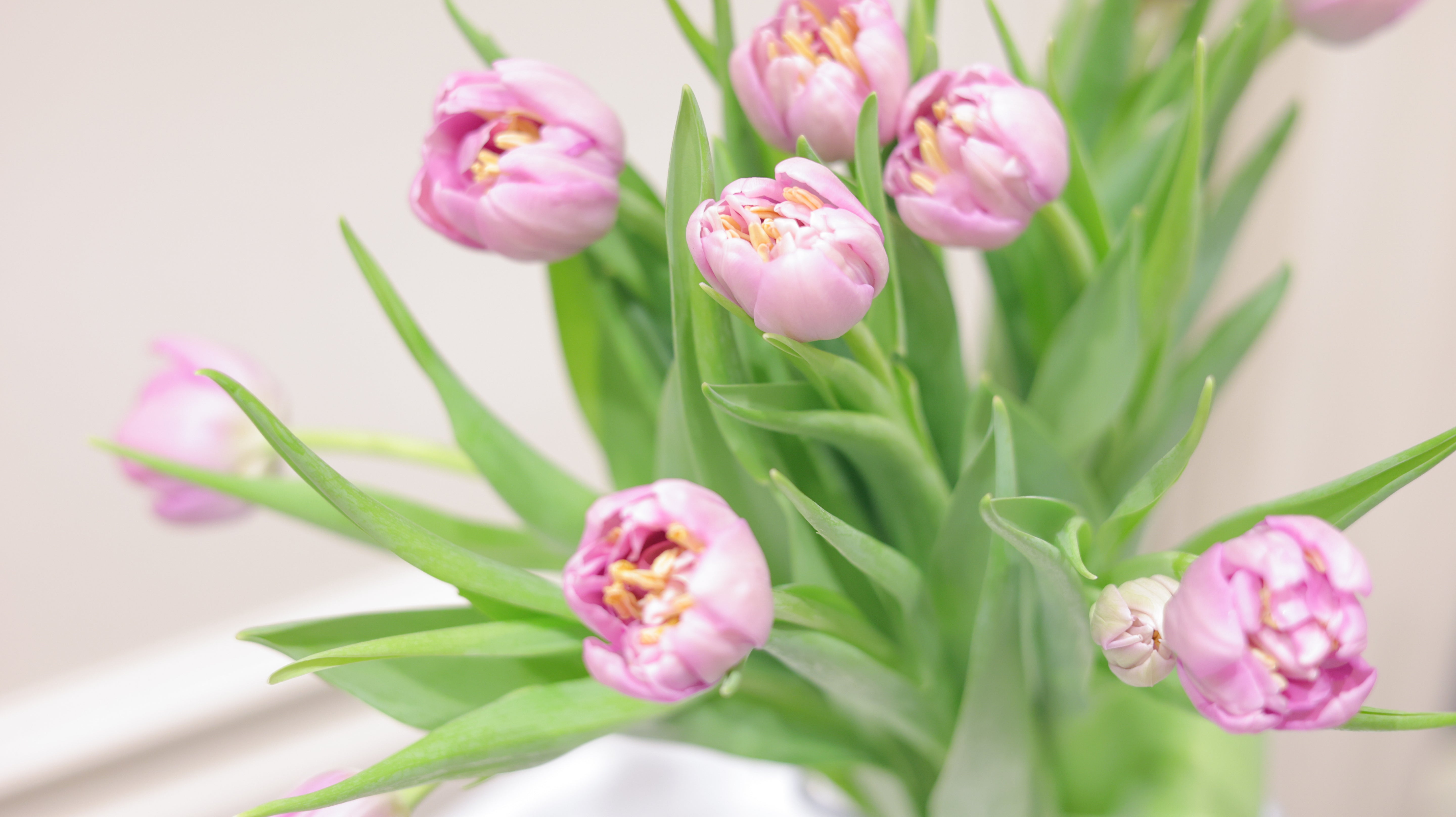 【3月中旬まで】Adorable fresh Tulips|季節のチューリップ