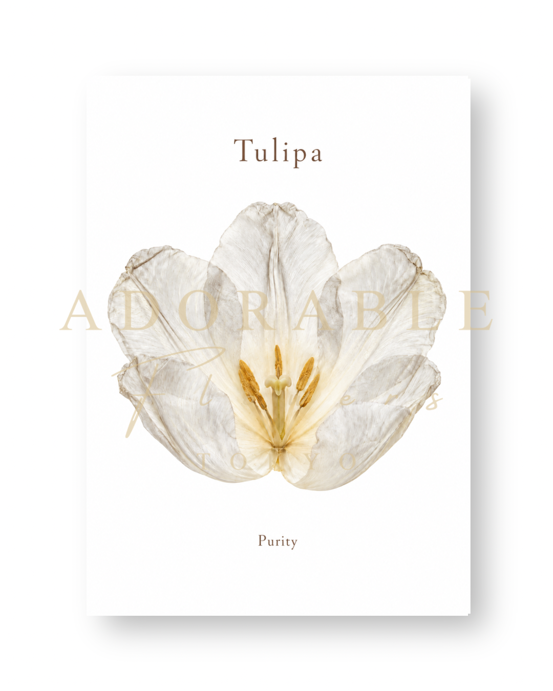 TULIPA Floral Art Print A5|チューリップのフローラルアートプリント A5
