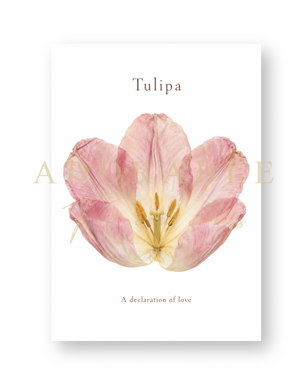 TULIPA Floral Art Print A5|チューリップのフローラルアートプリント A5