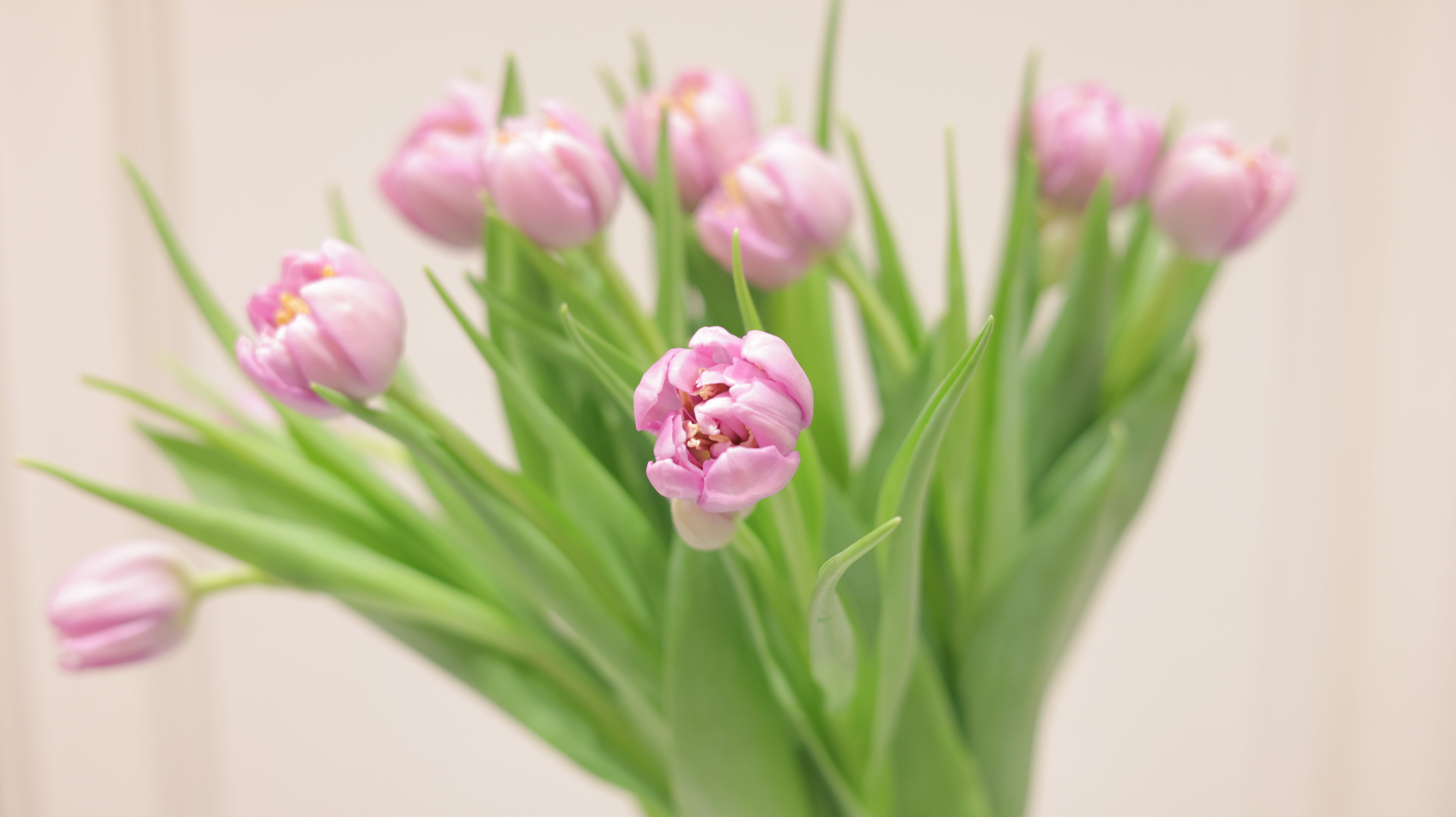 Adorable Tulips|季節のチューリップ 10本~50本