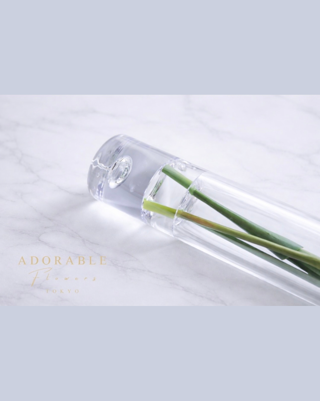 Silent Grace|Dewdrop Phalaenopsis (胡蝶蘭/モカラ)