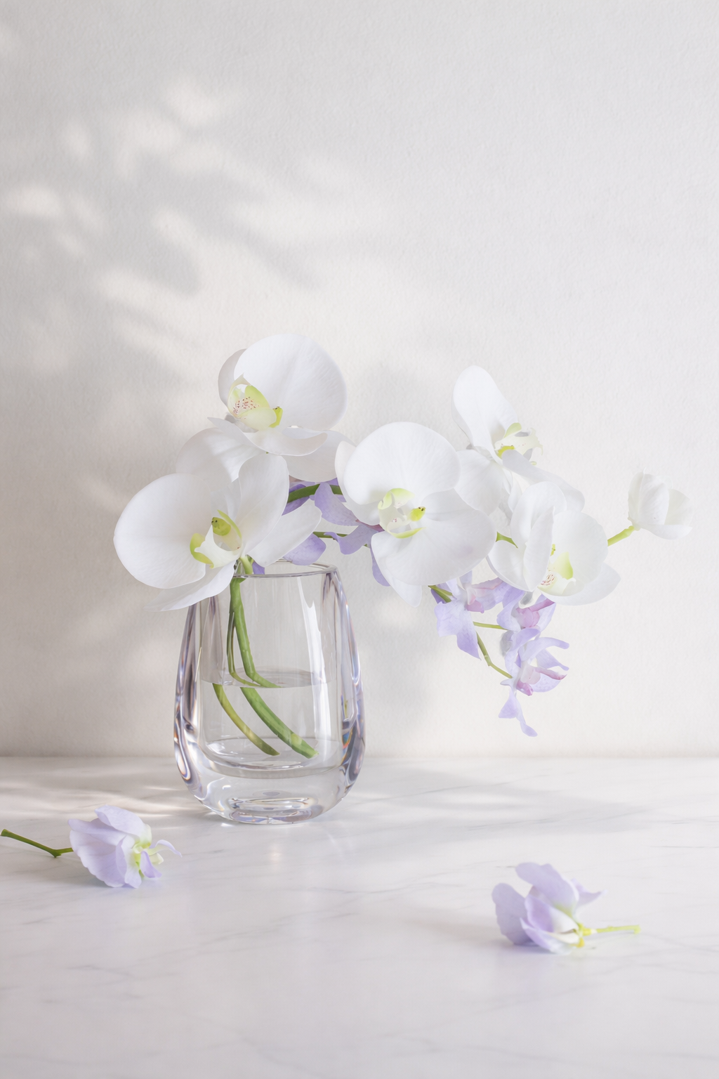 Silent Grace|Dewdrop Phalaenopsis (胡蝶蘭/モカラ)