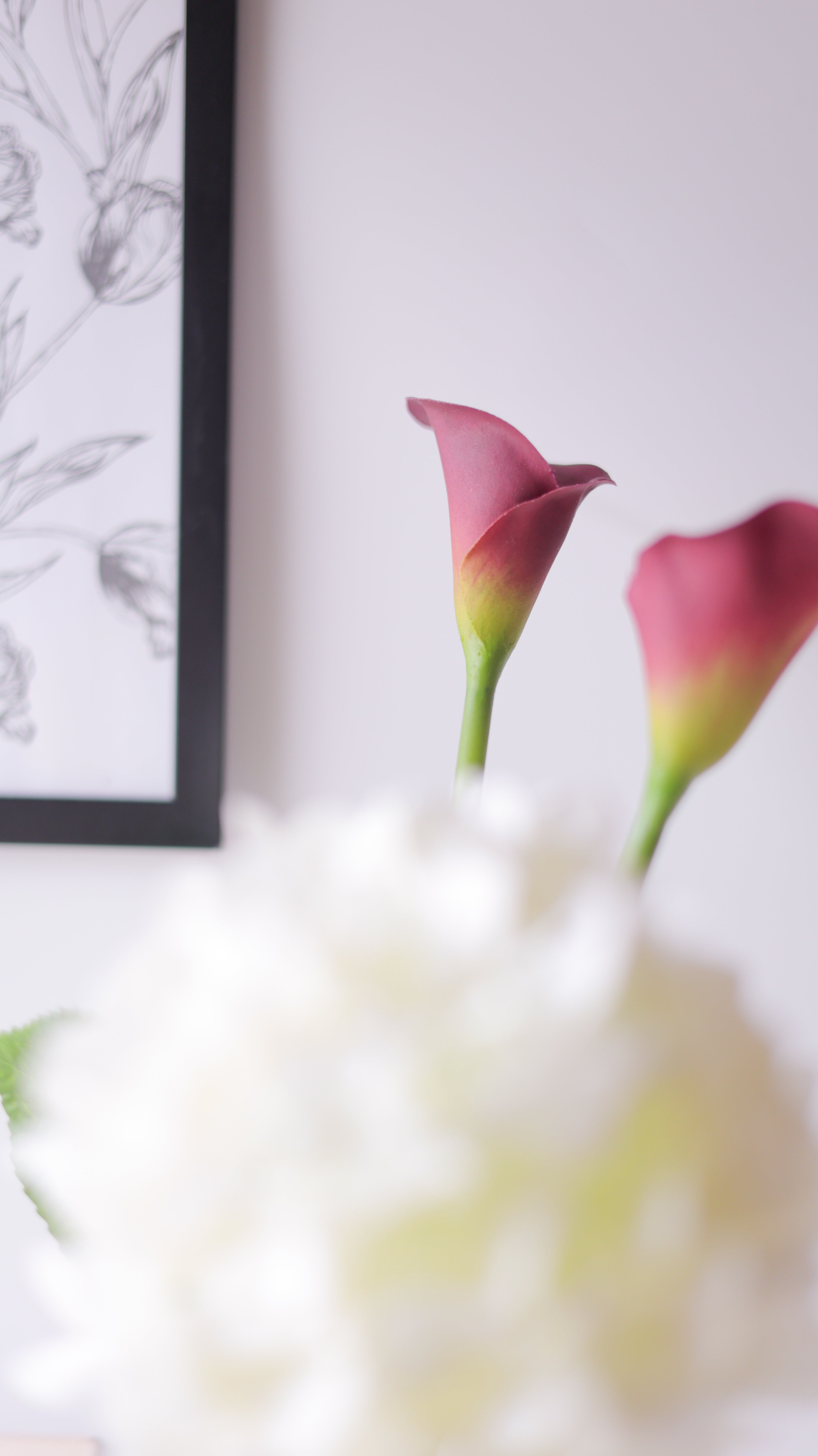 Hydrangea Dewdrop あじさい