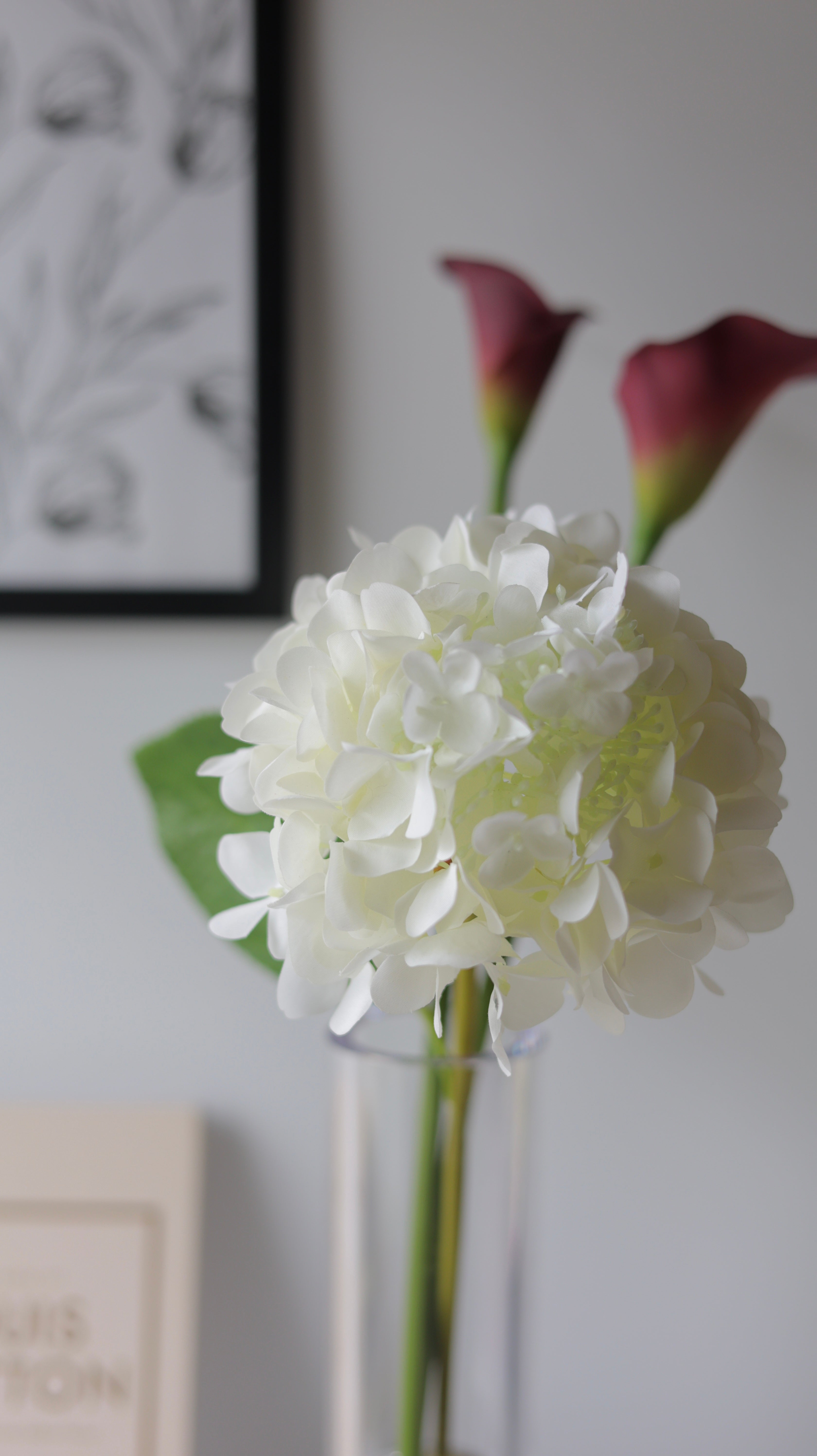 Hydrangea Dewdrop あじさい