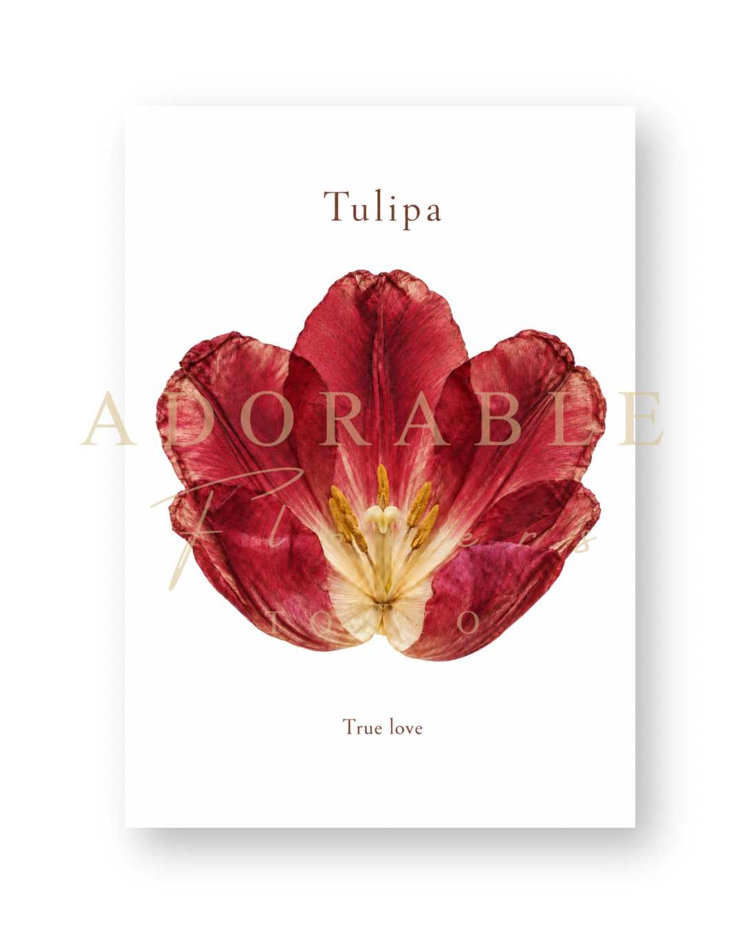 TULIPA Floral Art Print A5|チューリップのフローラルアートプリント A5