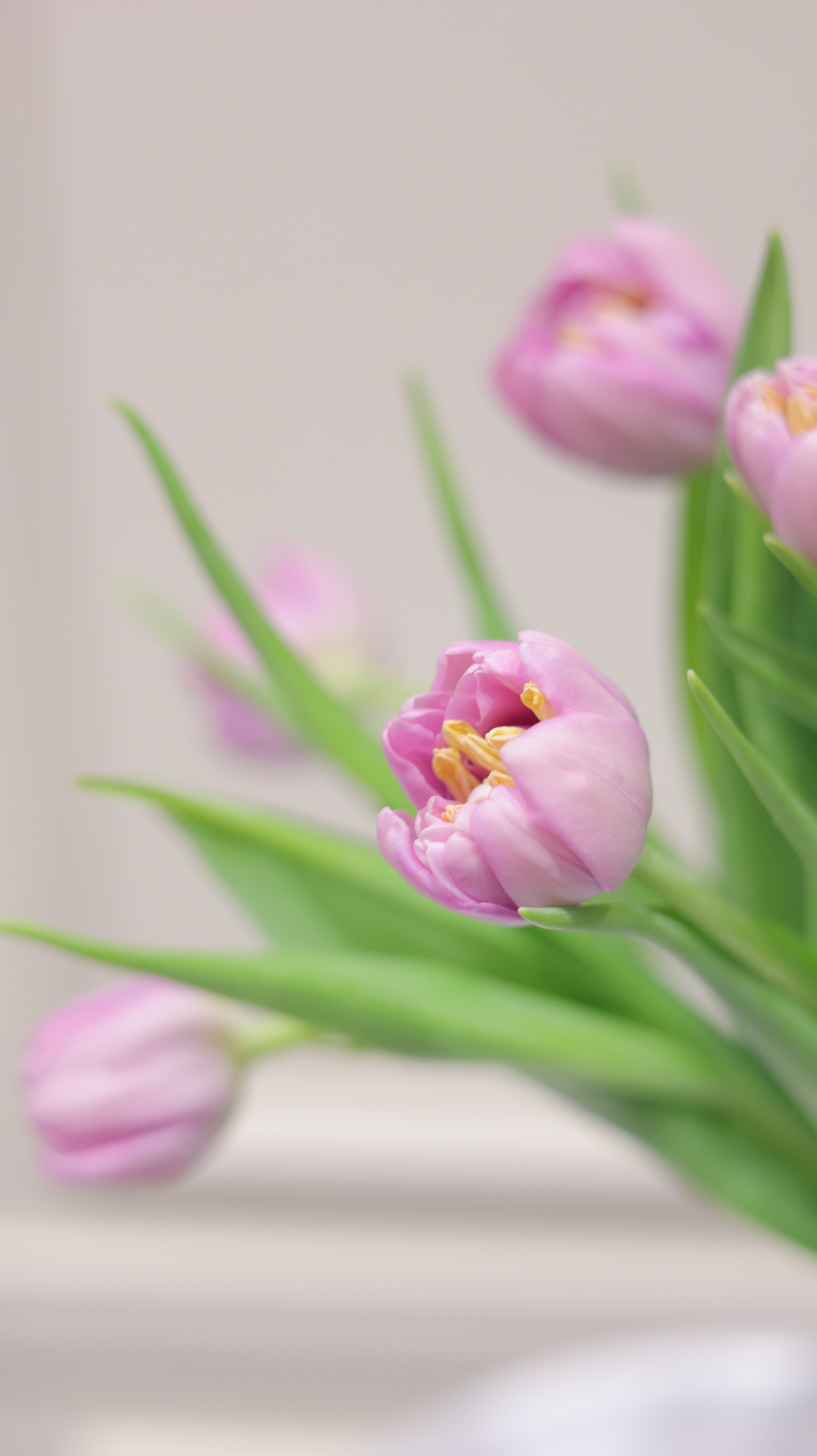 【3月中旬まで】Adorable fresh Tulips|季節のチューリップ