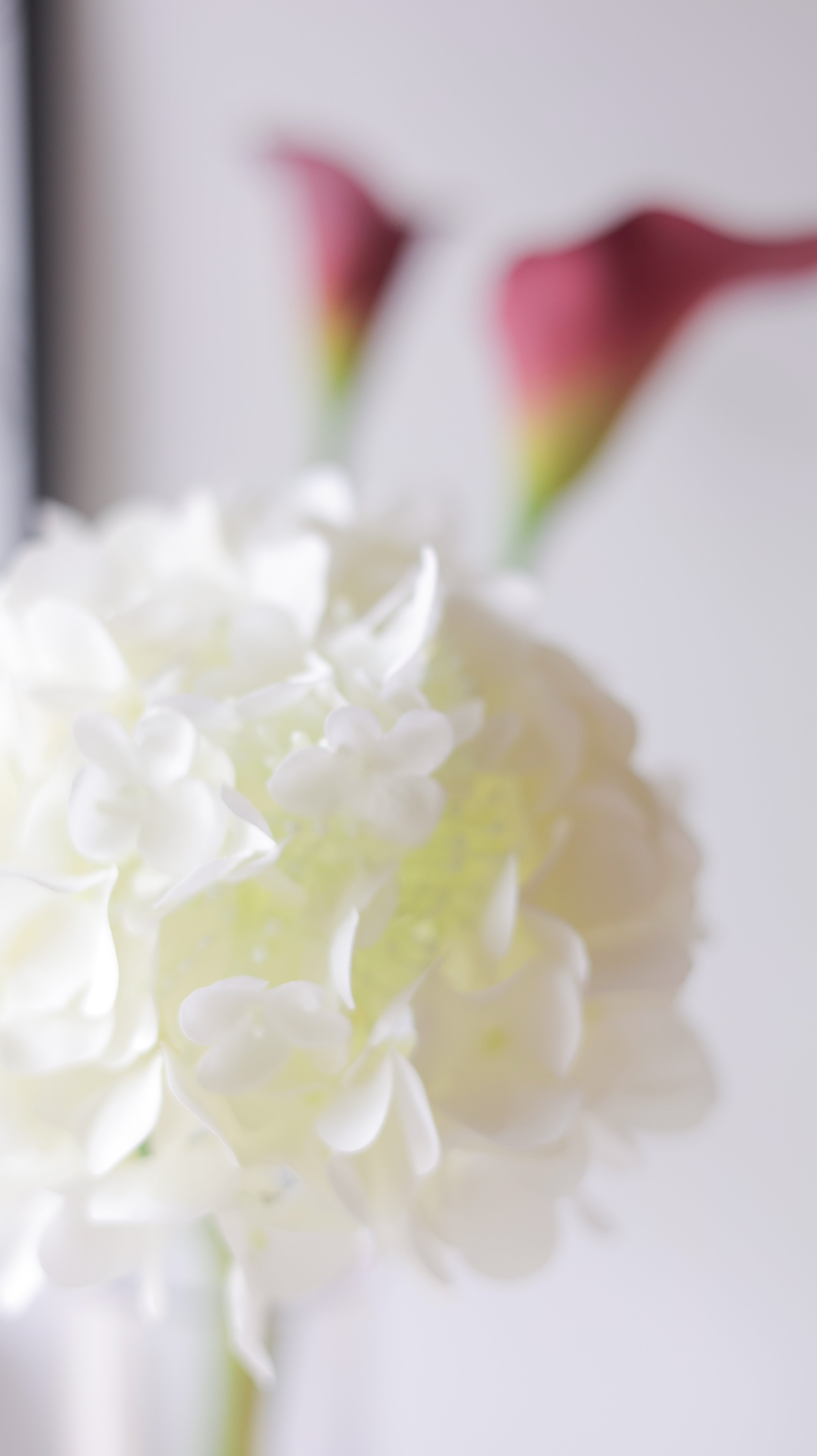 Hydrangea Dewdrop あじさい