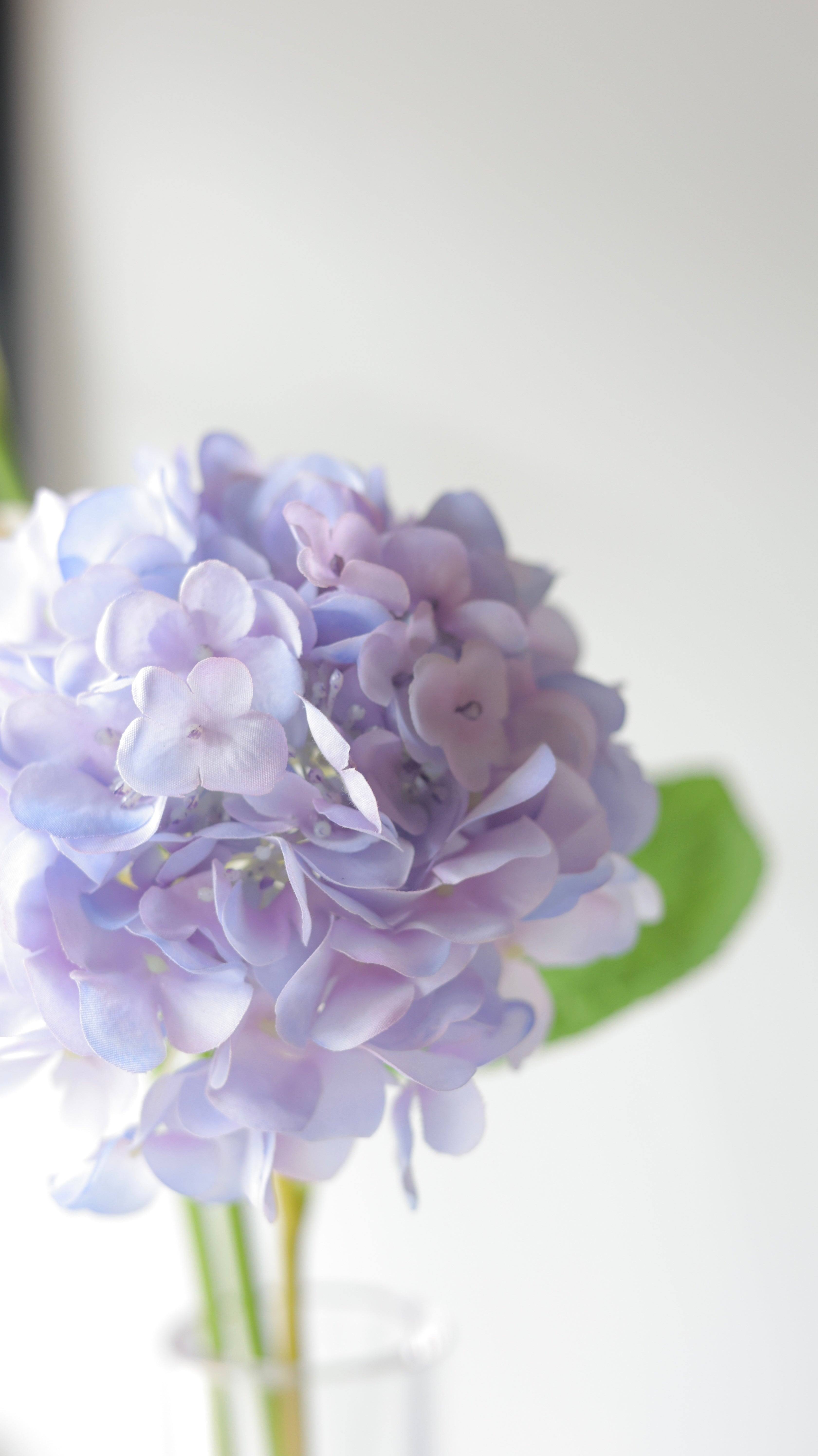 Hydrangea Dewdrop あじさい(水色)