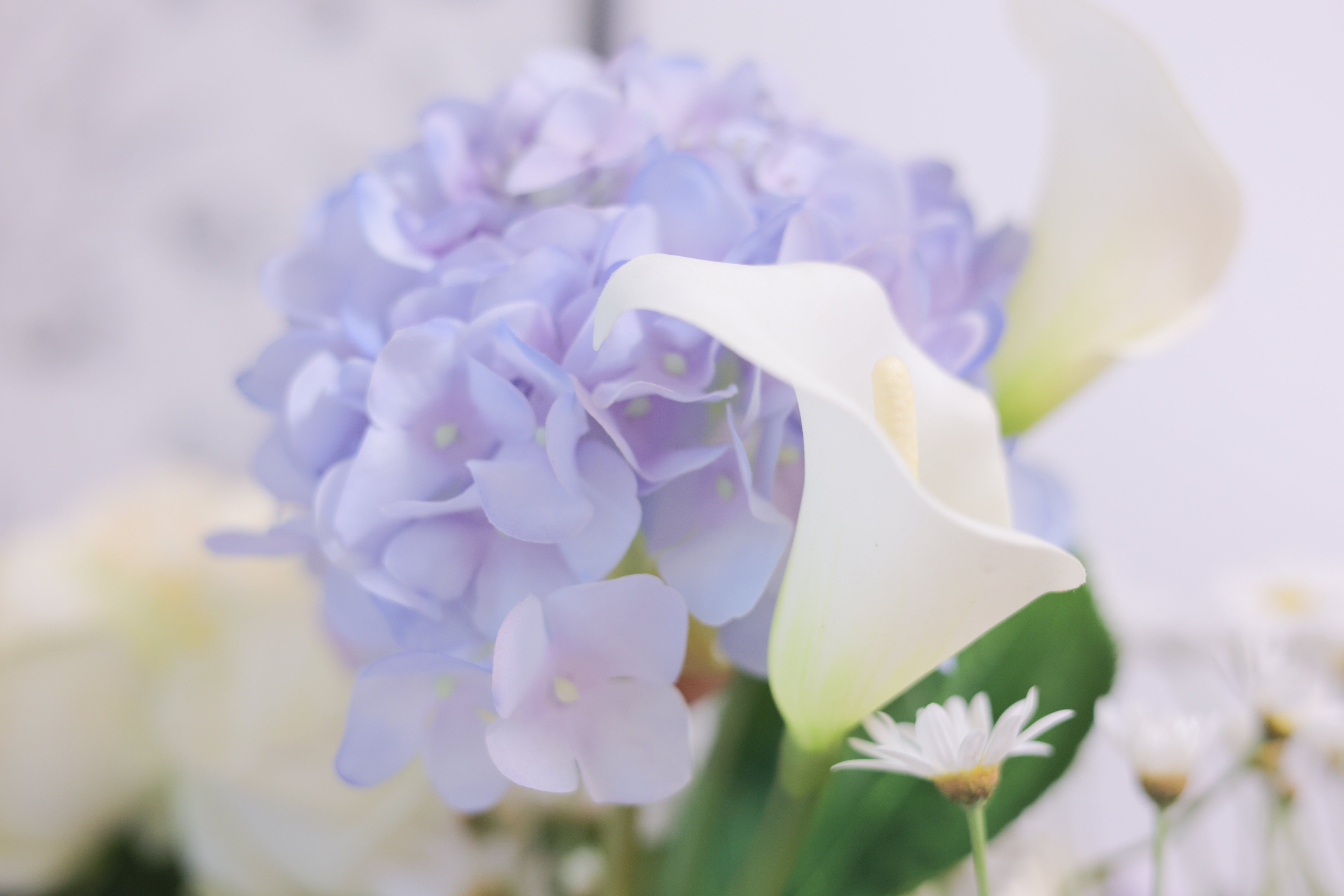 【ポストカード付き】紫陽花とカラーのブーケ