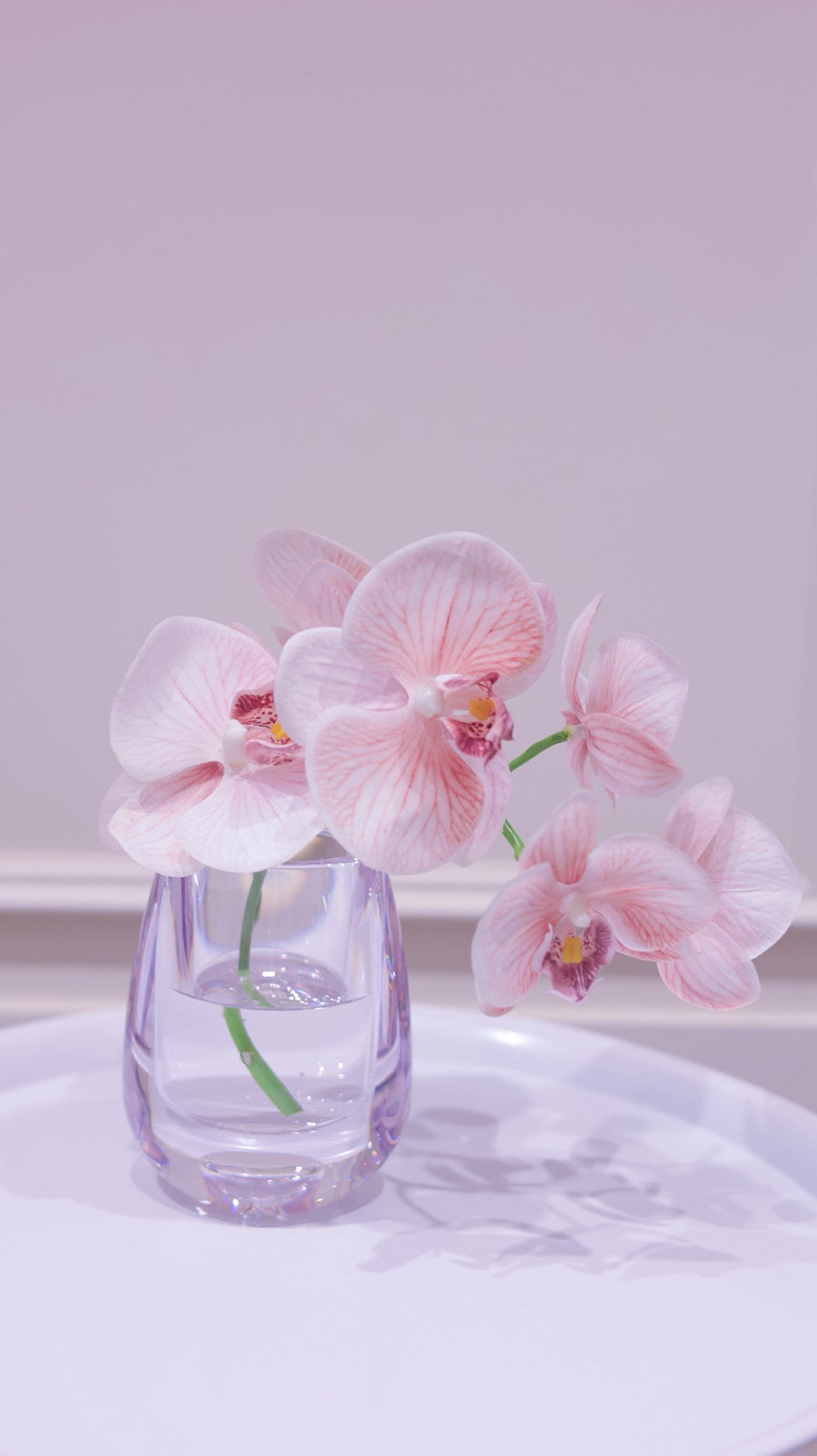 Blush Pink|Dewdrop Phalaenopsis(胡蝶蘭)