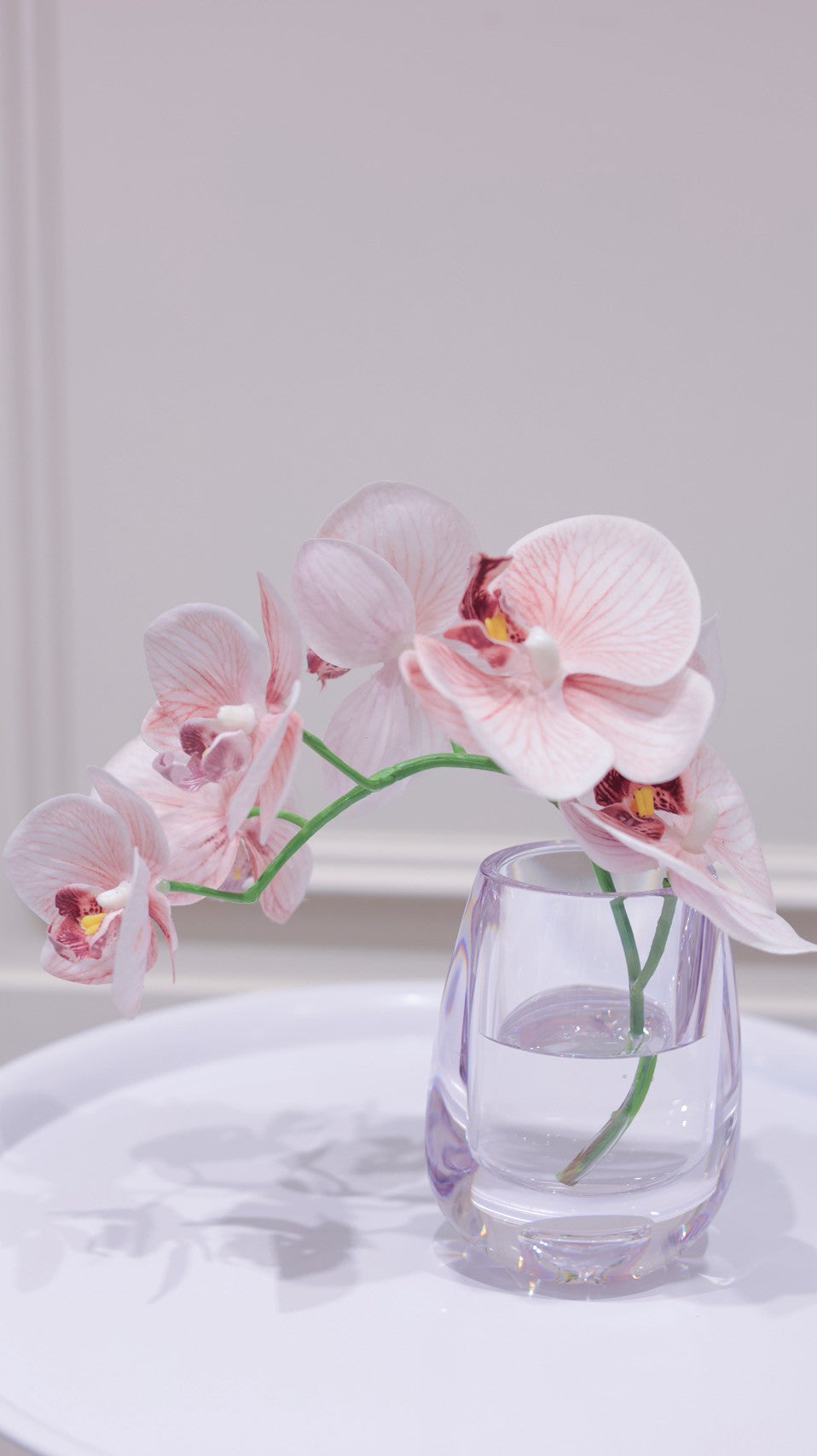 Blush Pink|Dewdrop Phalaenopsis(胡蝶蘭)