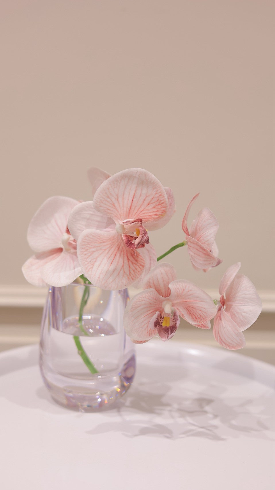 Blush Pink|Dewdrop Phalaenopsis(胡蝶蘭)
