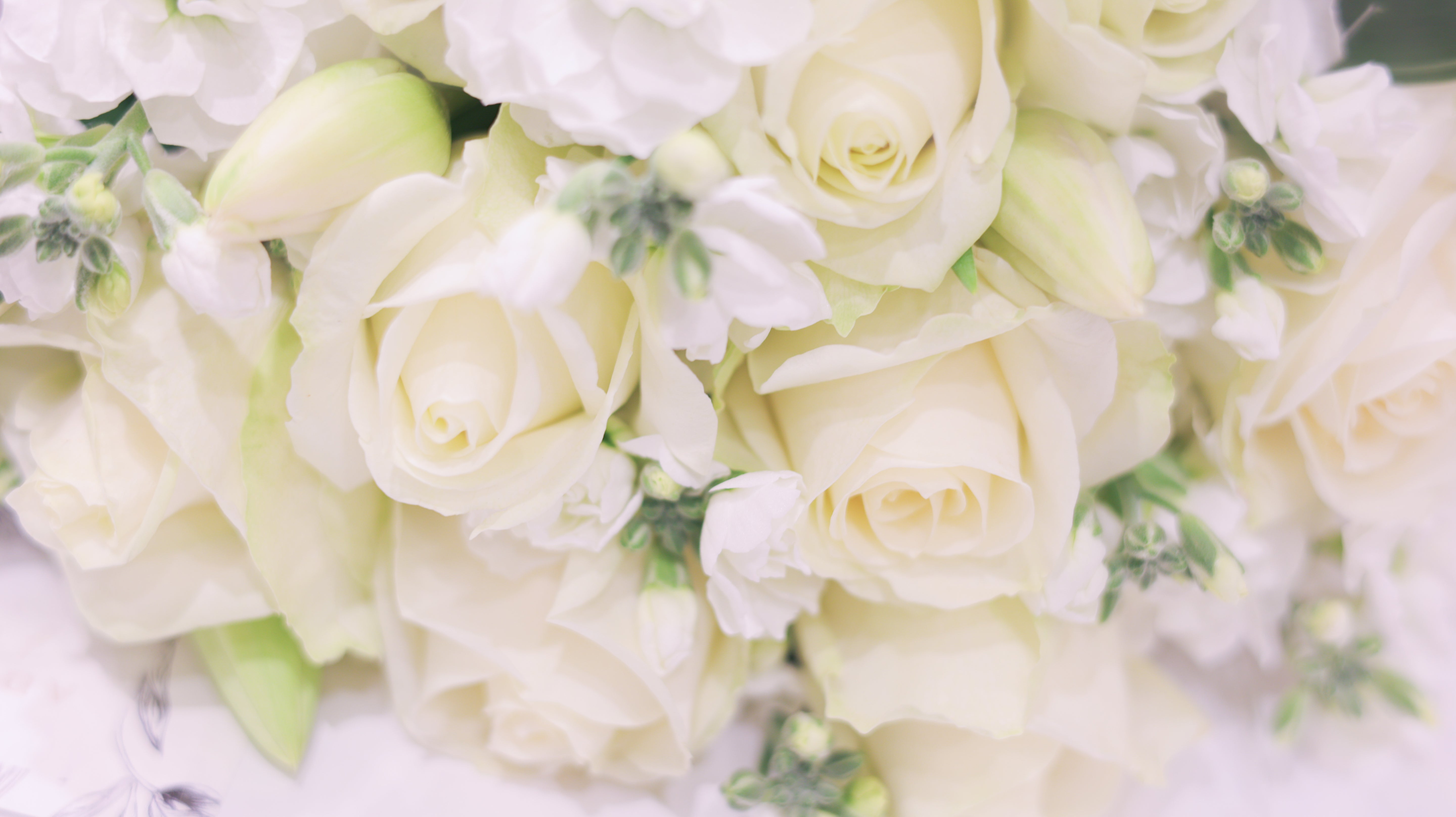 アドラブル ローズセレクション（白） ― 華やぎと静けさを併せ持つ、大輪の薔薇