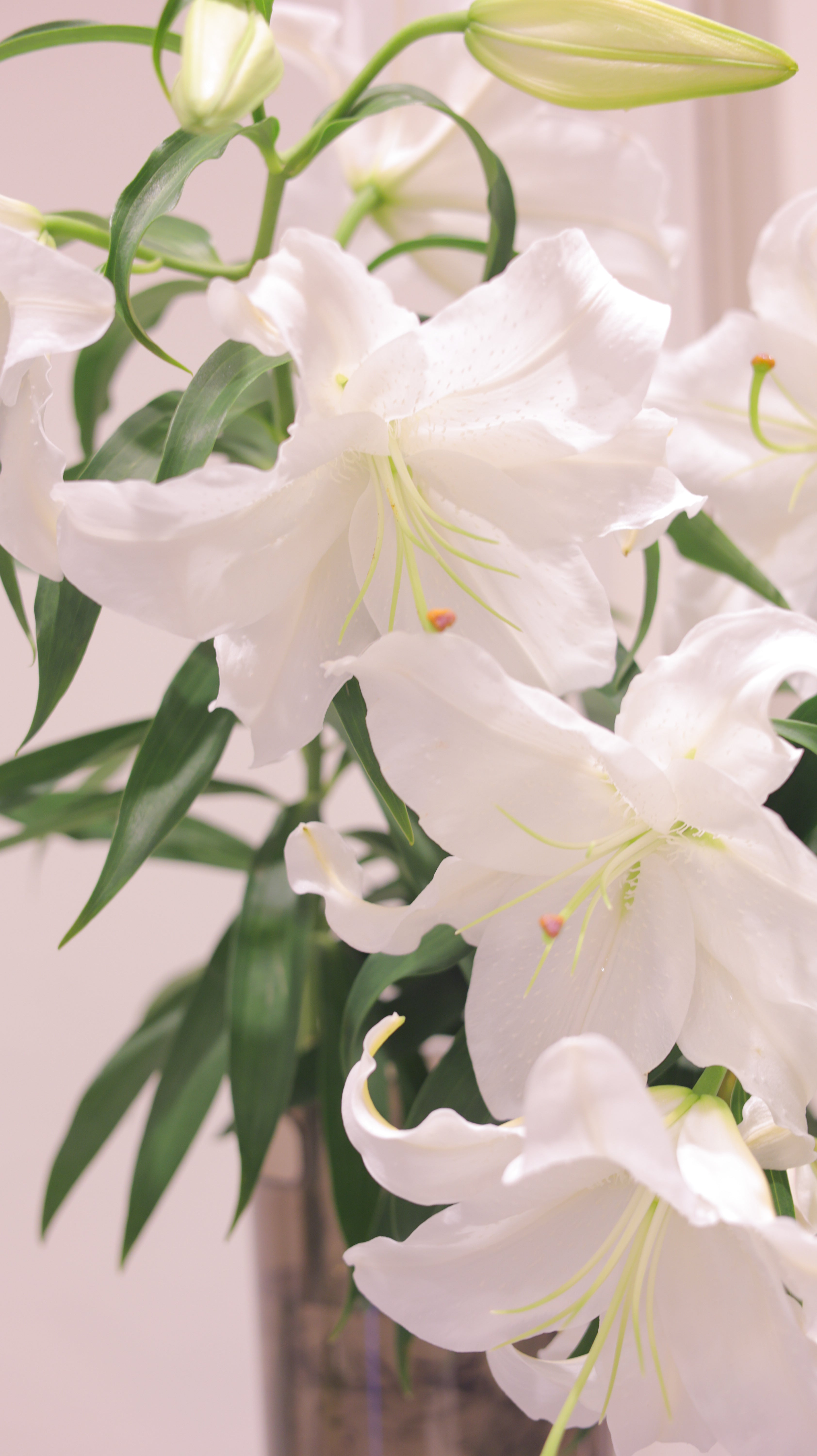 Fleur de Casablanca
 | 生花　カサブランカ　3本セット