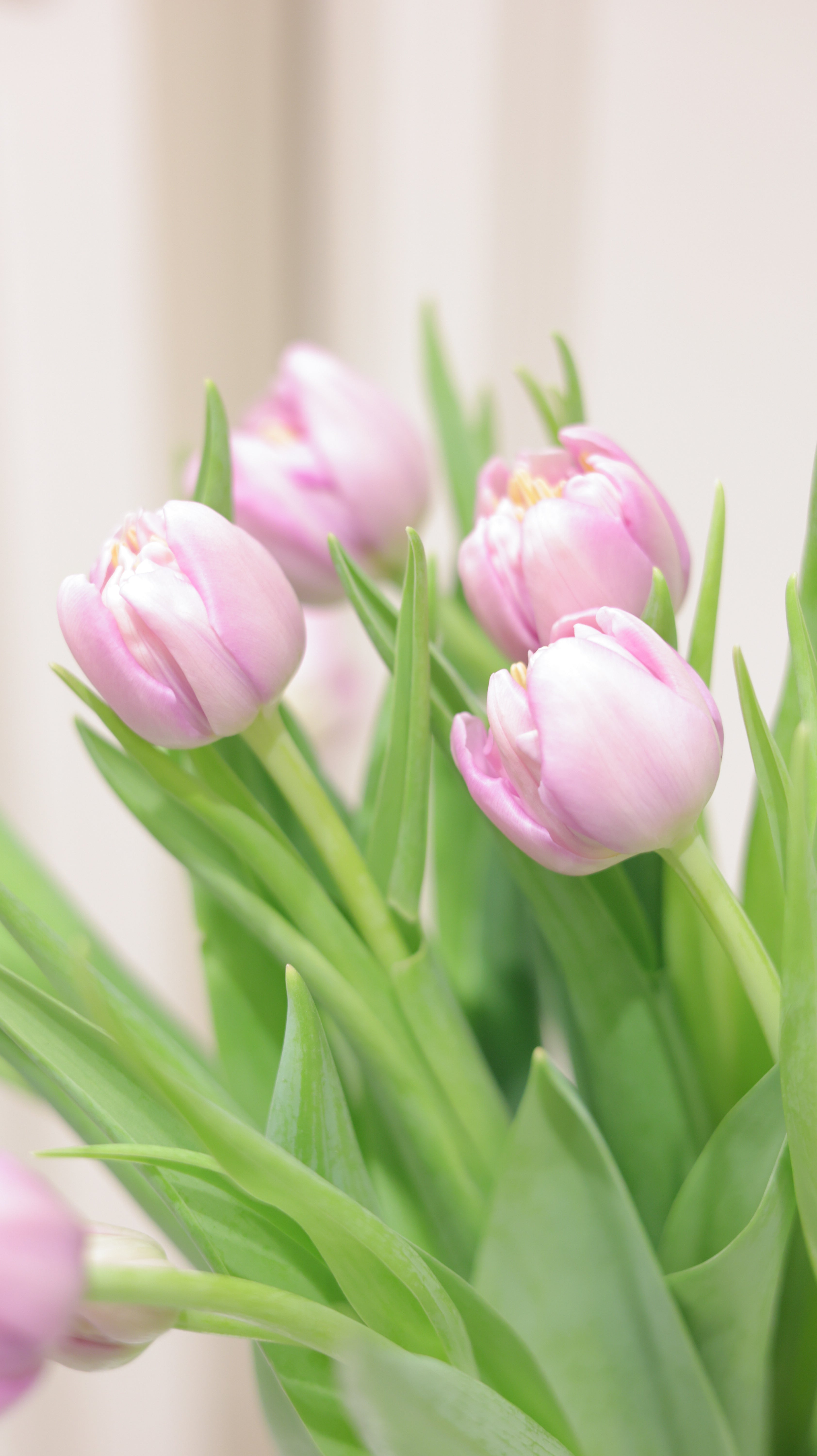 Adorable Tulips｜季節のチューリップ 10本～50本