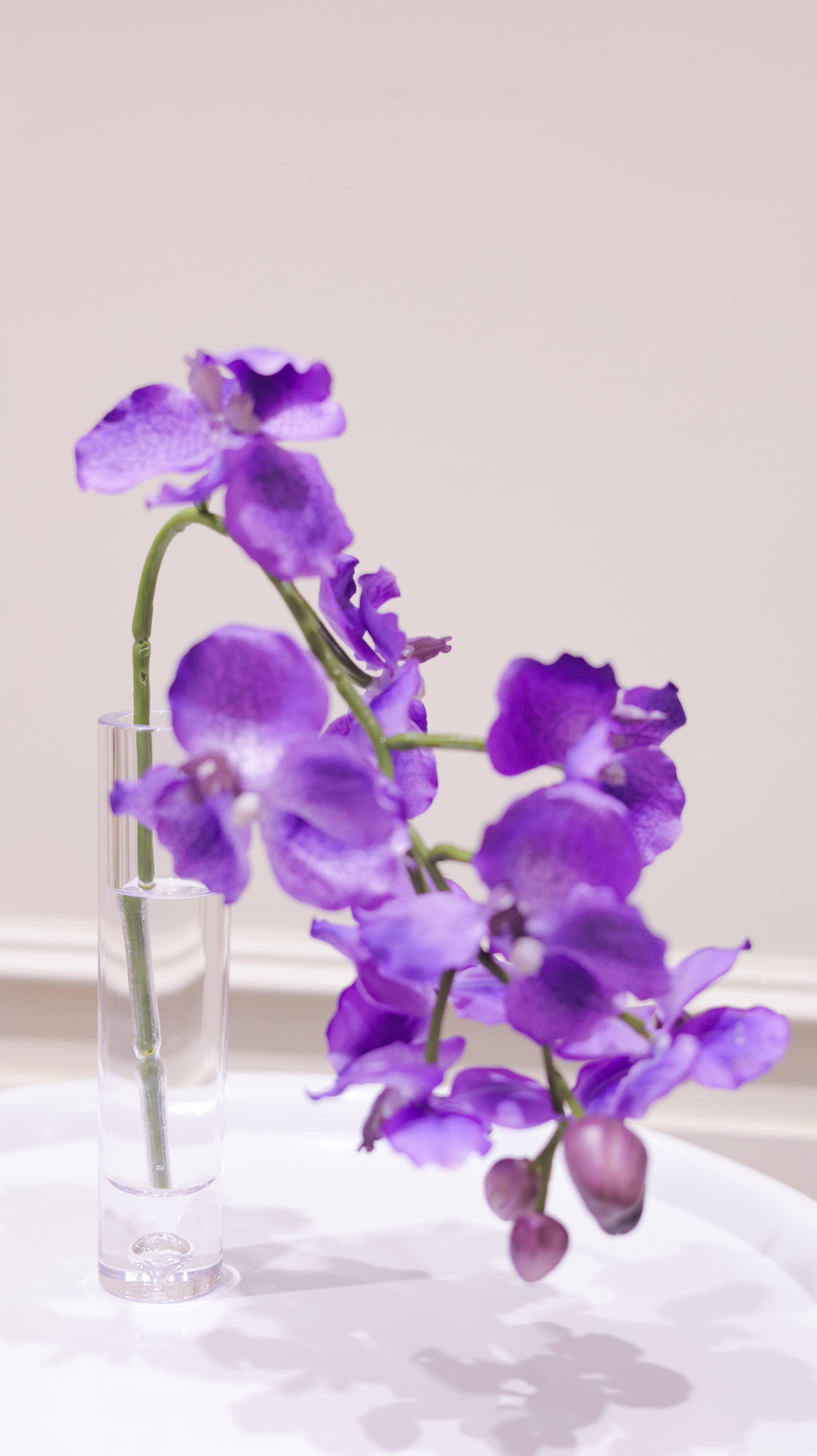 DEWDROPシリーズ　バンダ