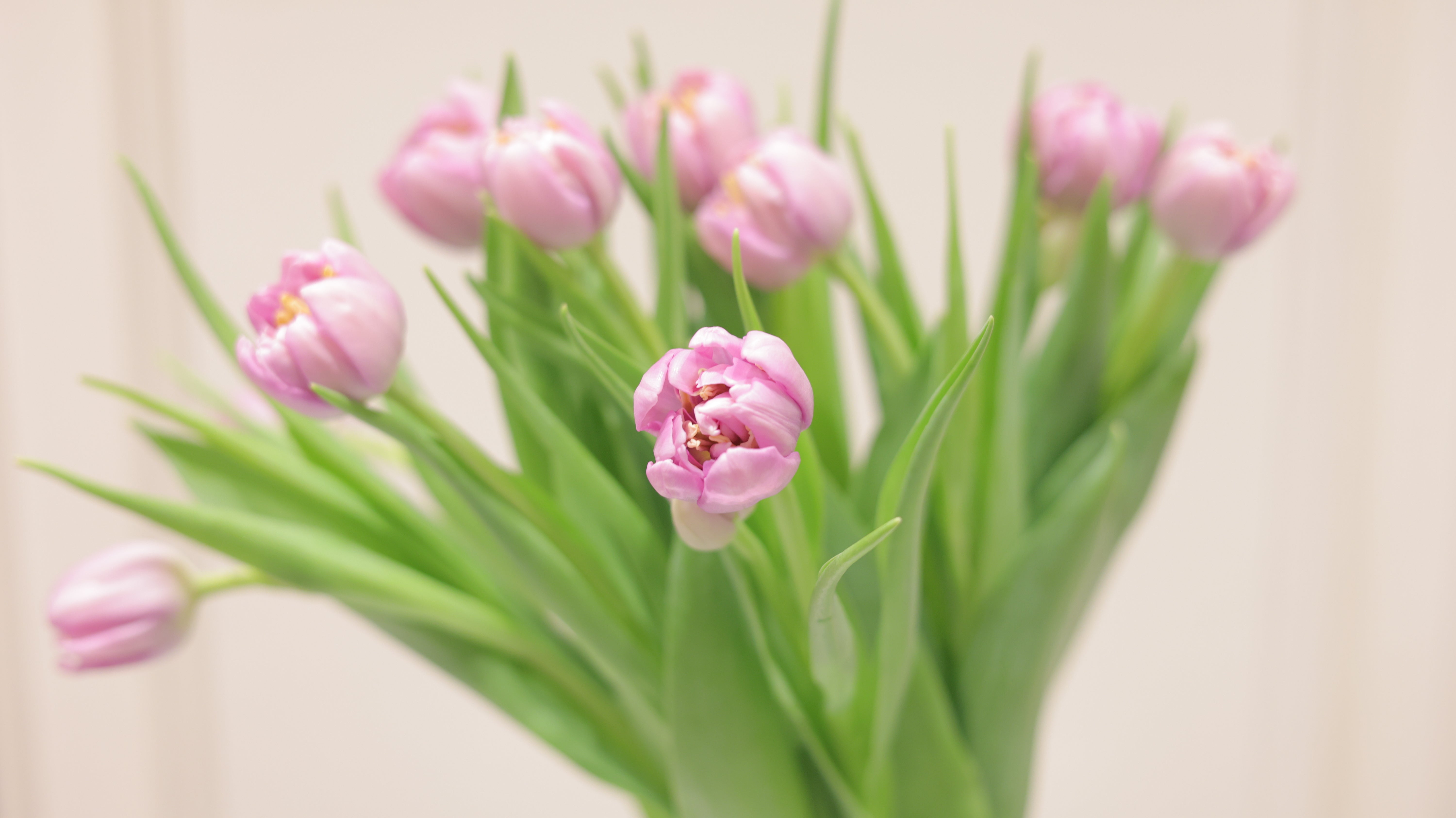 3月中旬まで】Tulip Delivery-Adorable select｜今だけのチューリップ便