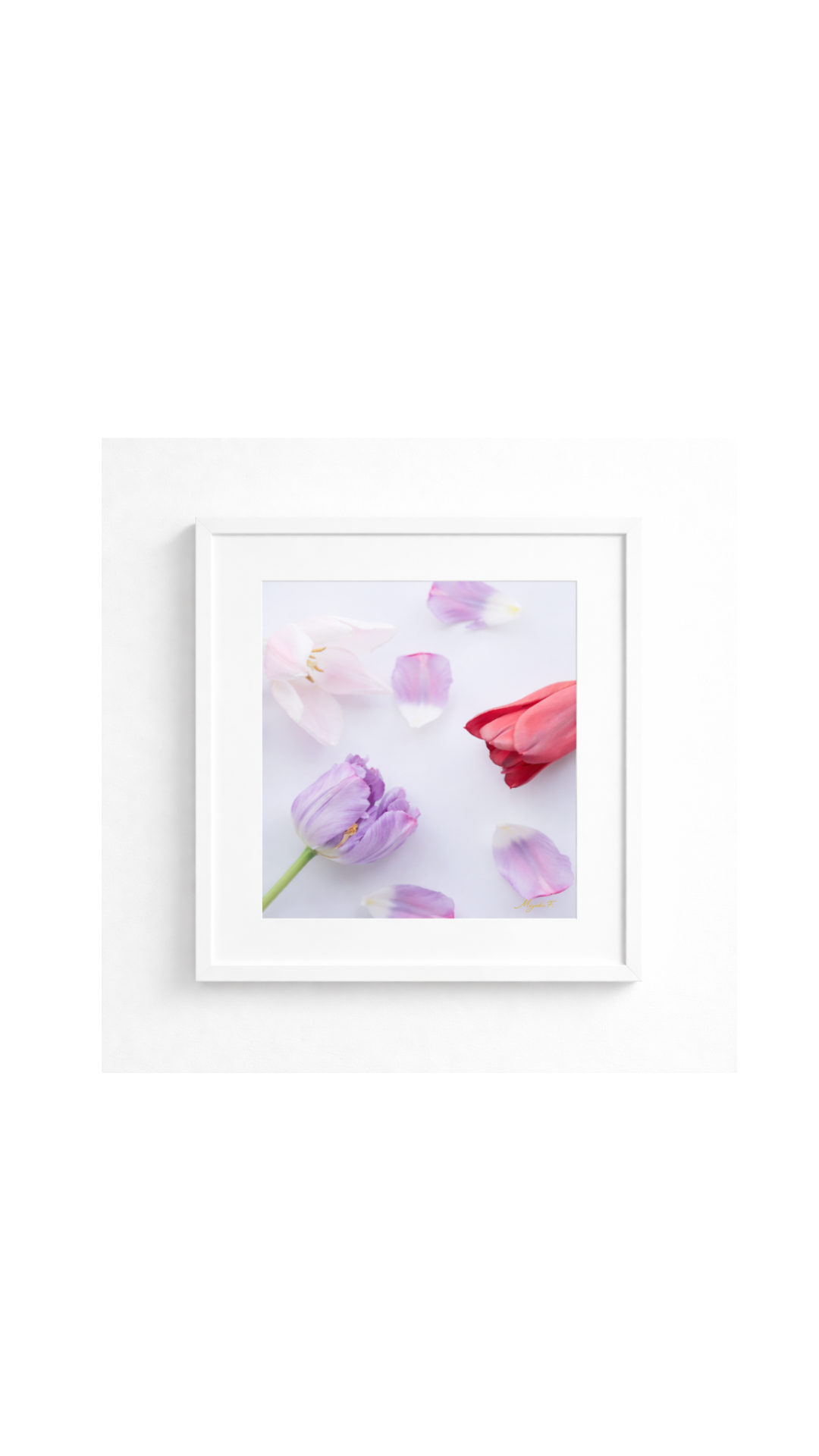 A Fragment of Silence | Tulip 03