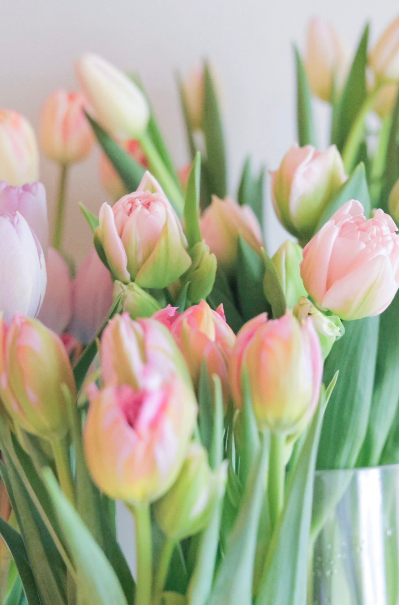 【3月中旬まで】Tulip Delivery-Adorable select｜今だけのチューリップ便