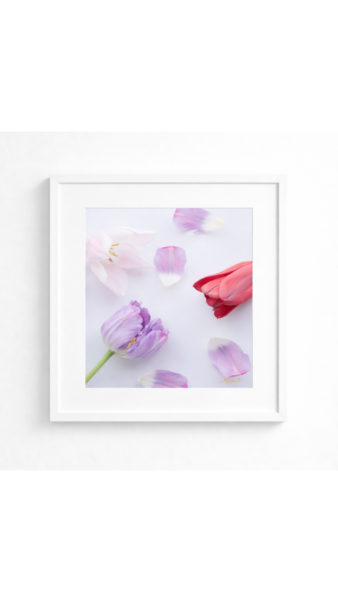 A Fragment of Silence | Tulip 03