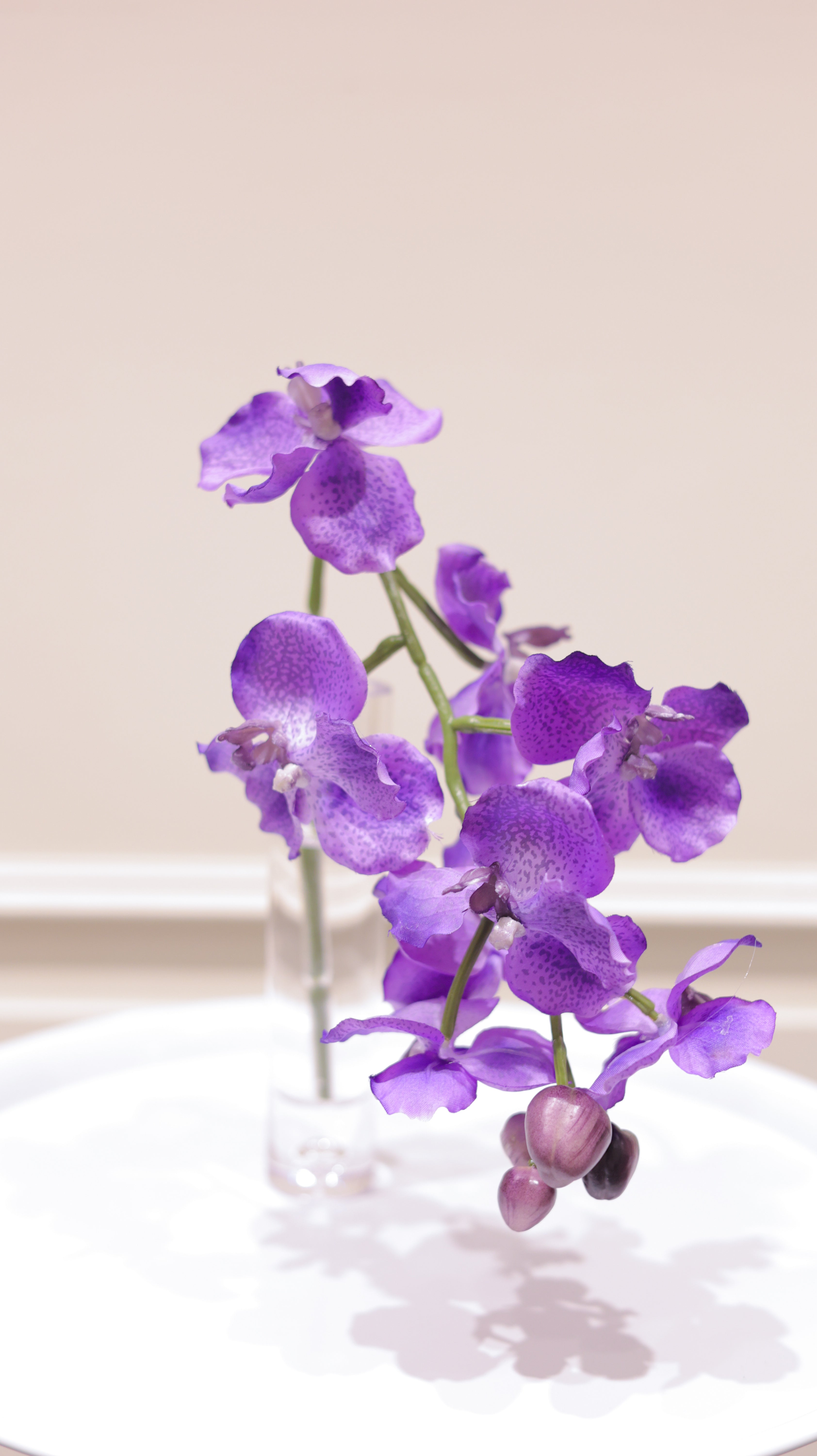 DEWDROPシリーズ　バンダ