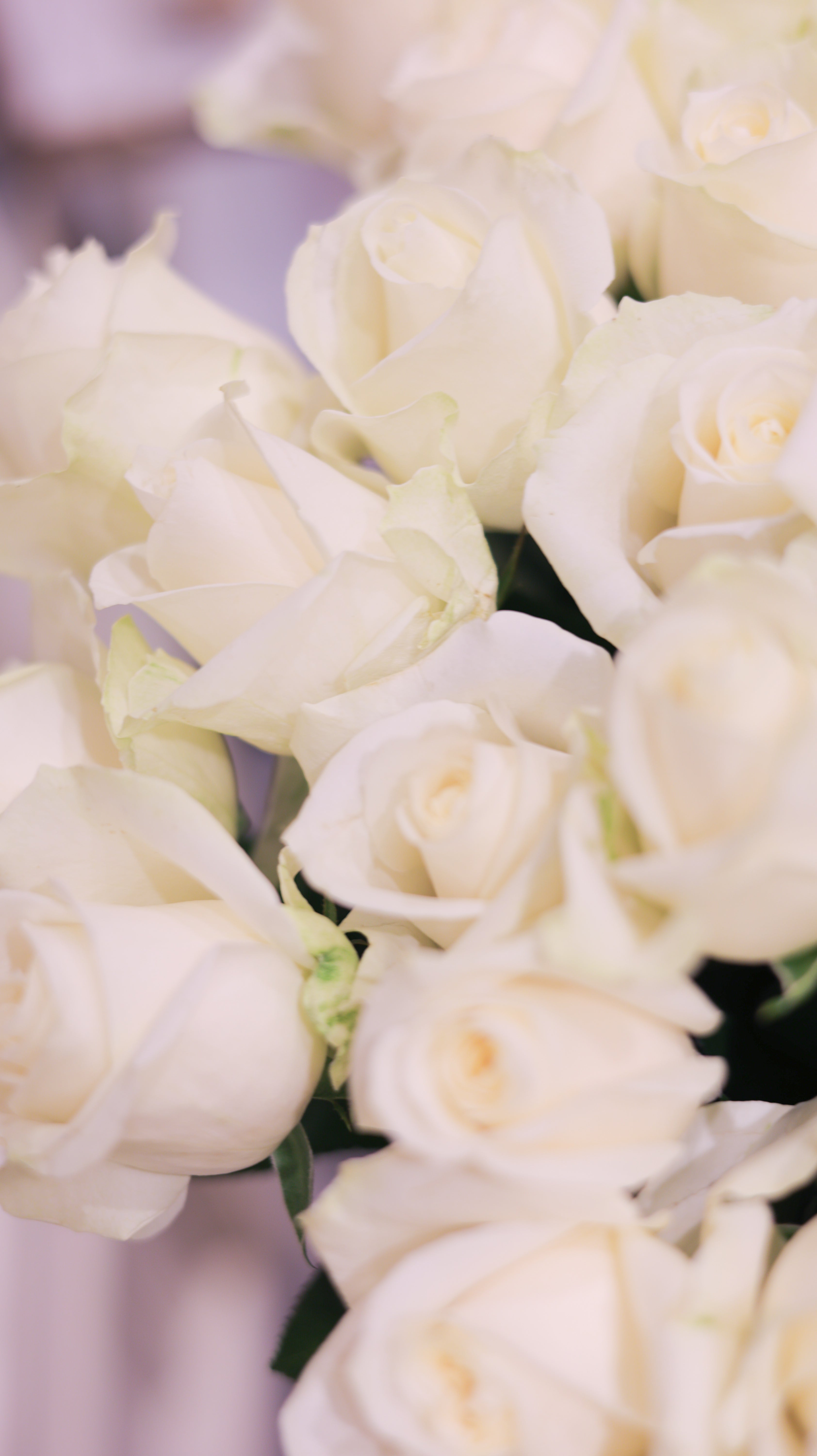 アドラブル ローズセレクション（白） ― 華やぎと静けさを併せ持つ、大輪の薔薇