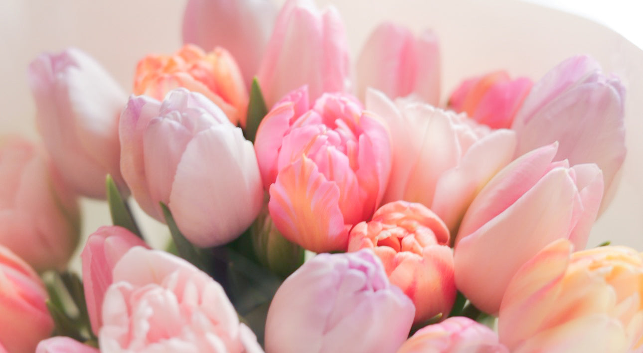 【3月中旬まで】Tulip Delivery-Adorable select｜今だけのチューリップ便