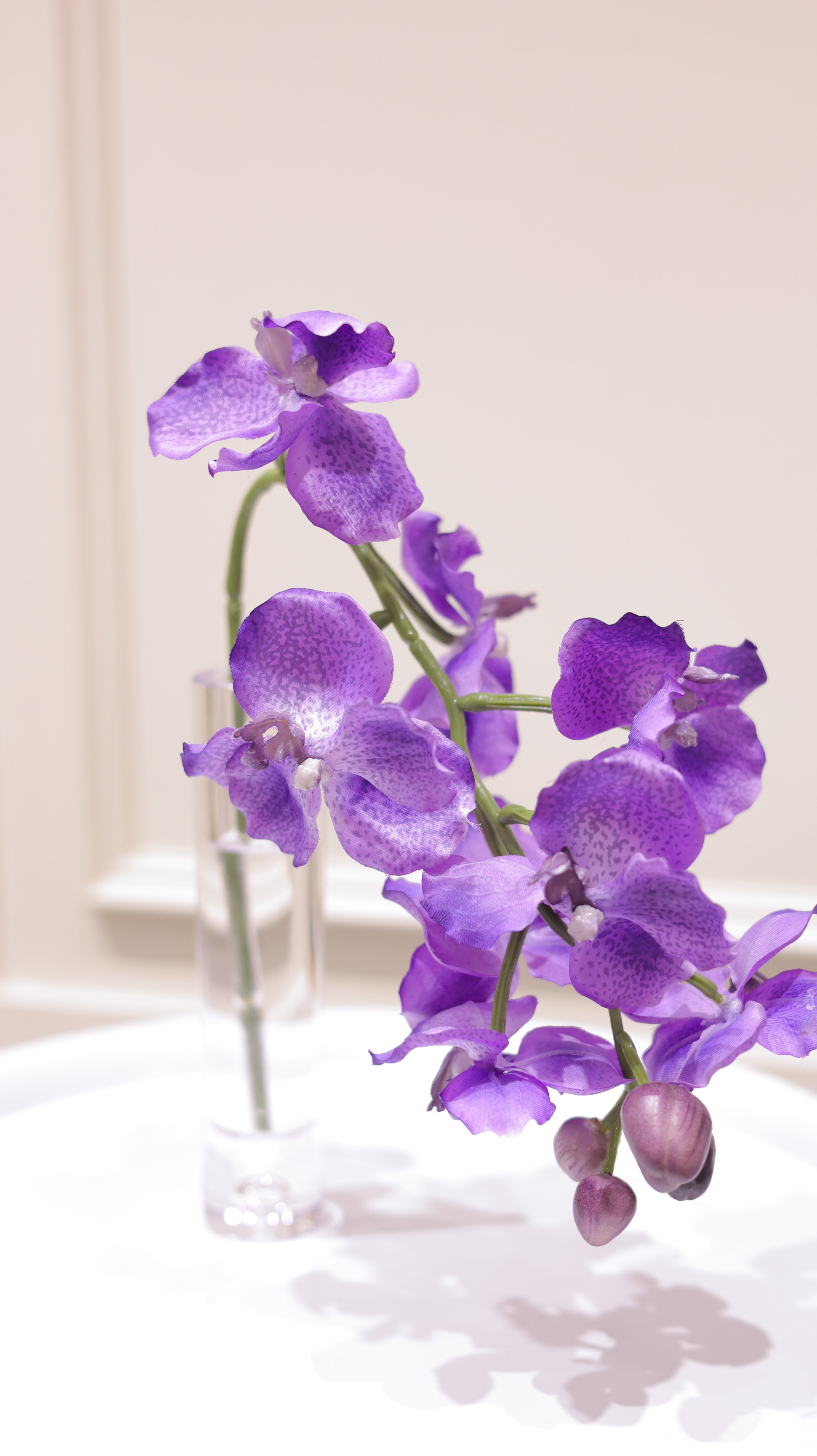 DEWDROPシリーズ　バンダ