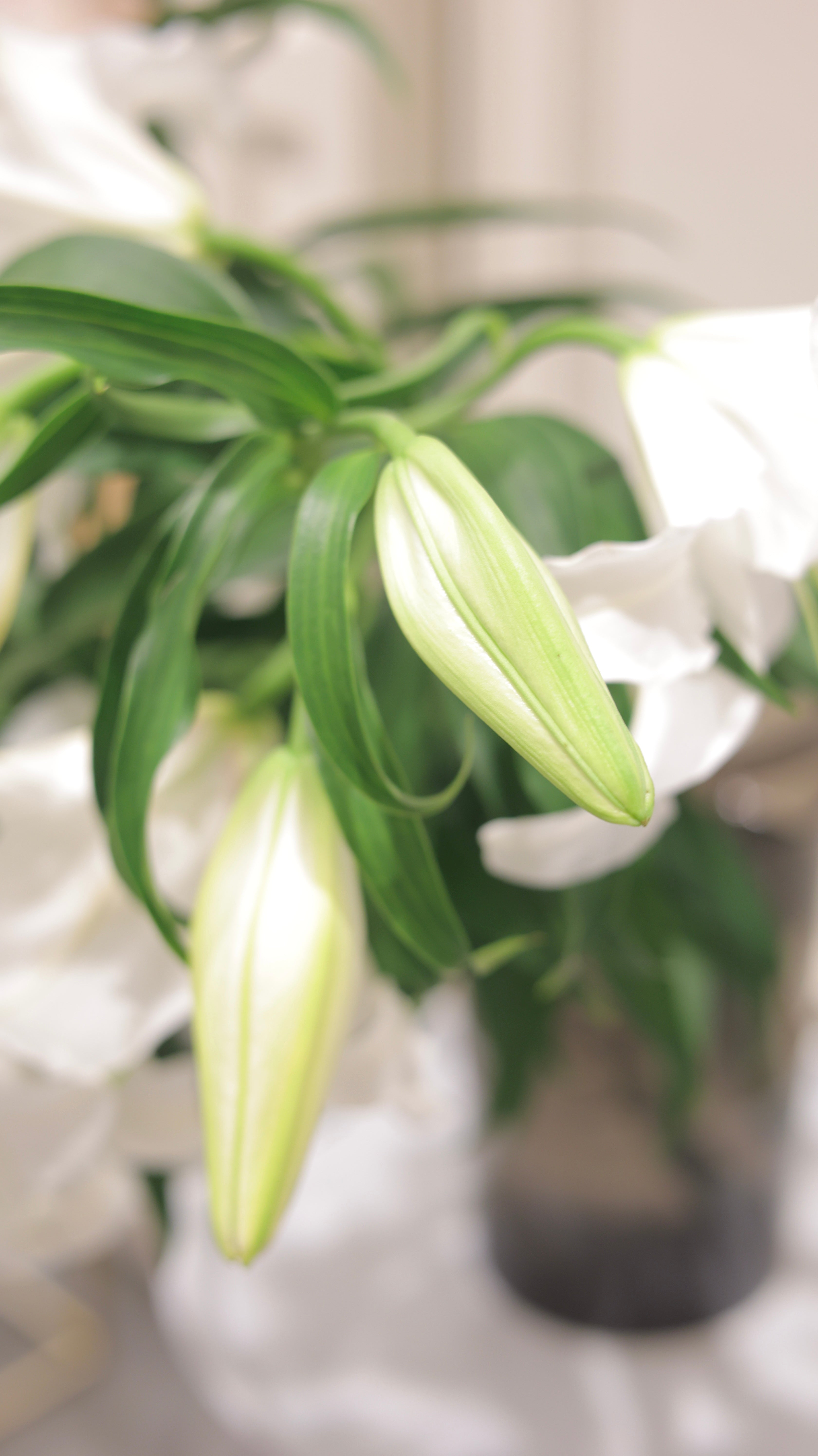Fleur de Casablanca
 | 生花　カサブランカ　3本セット