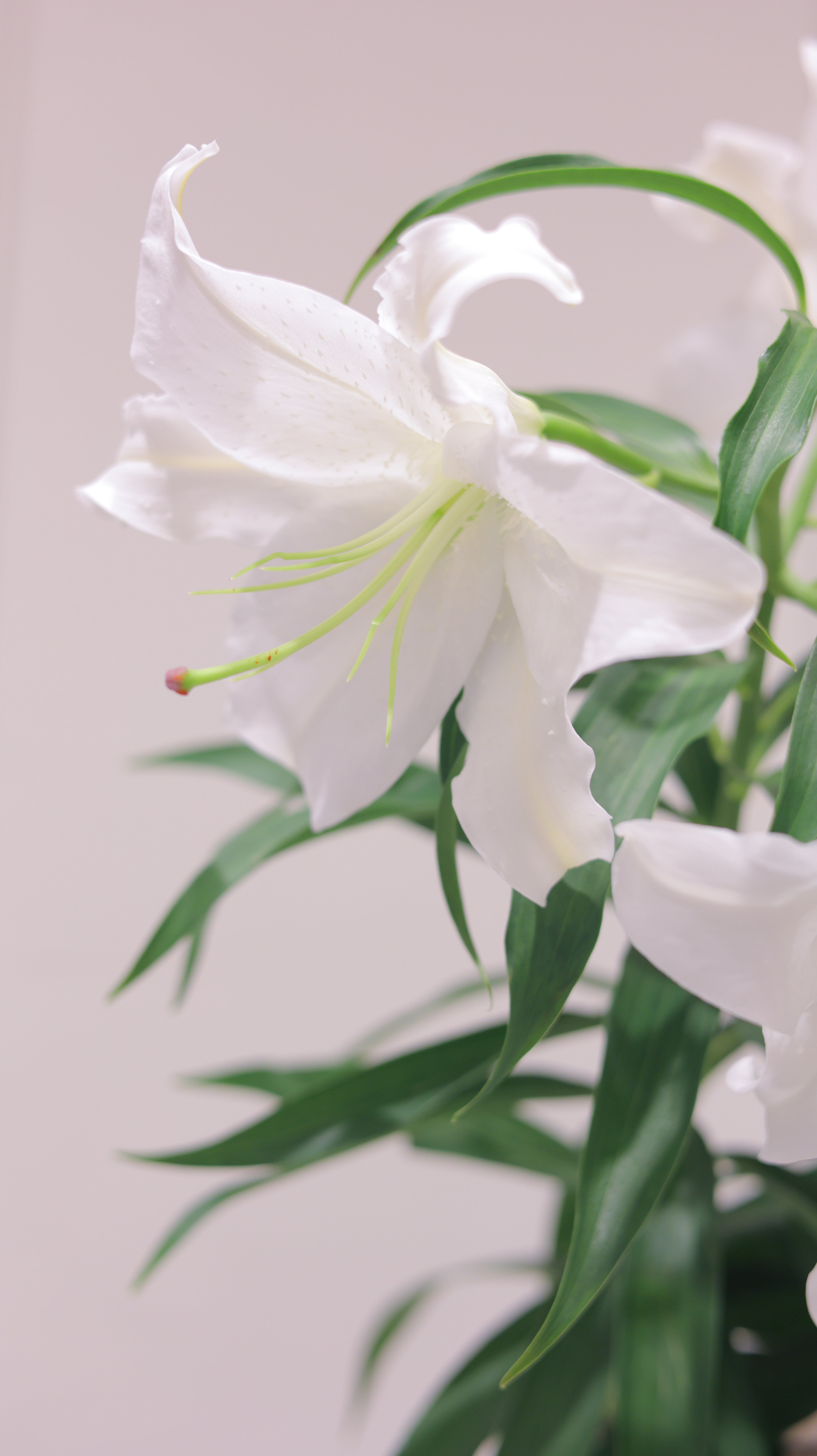 Fleur de Casablanca
 | 生花　カサブランカ　3本セット