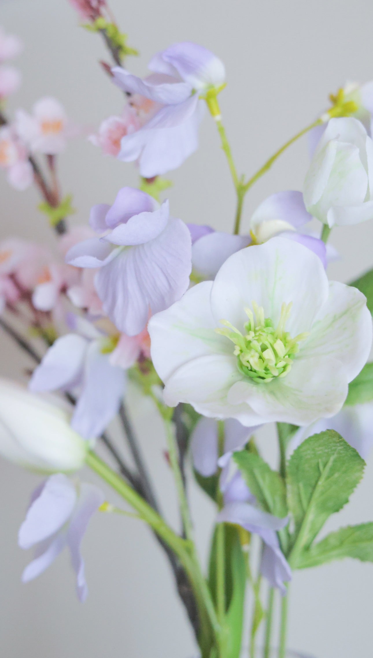 Silent Spring｜Dewdrop Sakura（桜）