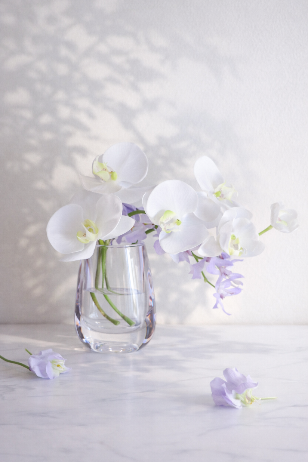 Silent Grace｜Dewdrop Phalaenopsis （胡蝶蘭／モカラ）