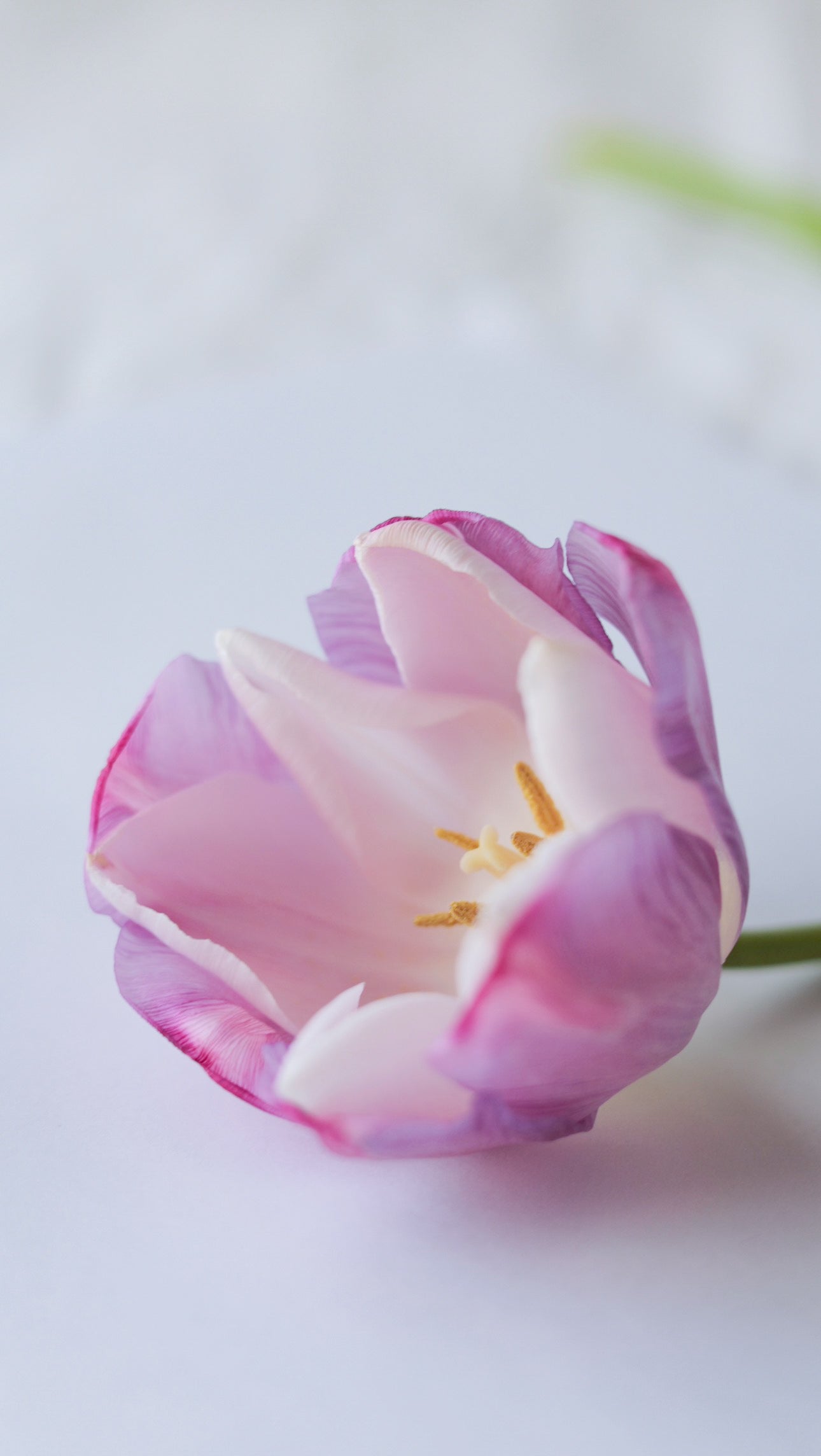 A Fragment of Silence | Tulip 01