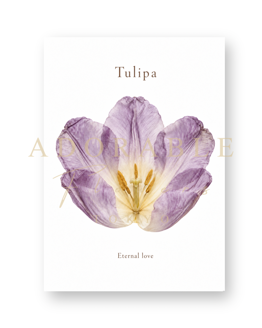 TULIPA Floral Art Print A5｜チューリップのフローラルアートプリント A5