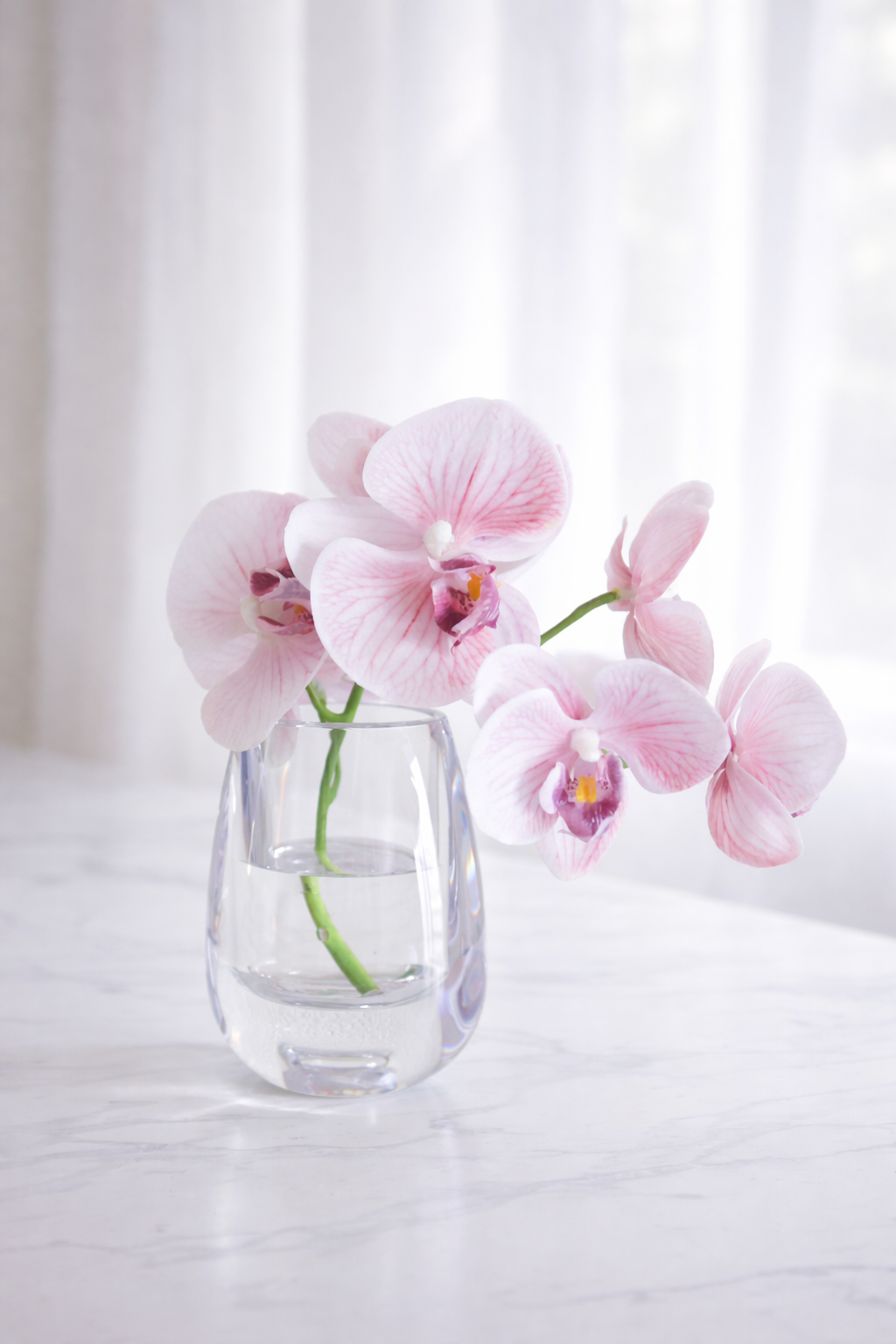 DEWDROPシリーズ BRUSH（ブラッシュ）
胡蝶蘭 ファレノプシス（ピンク）