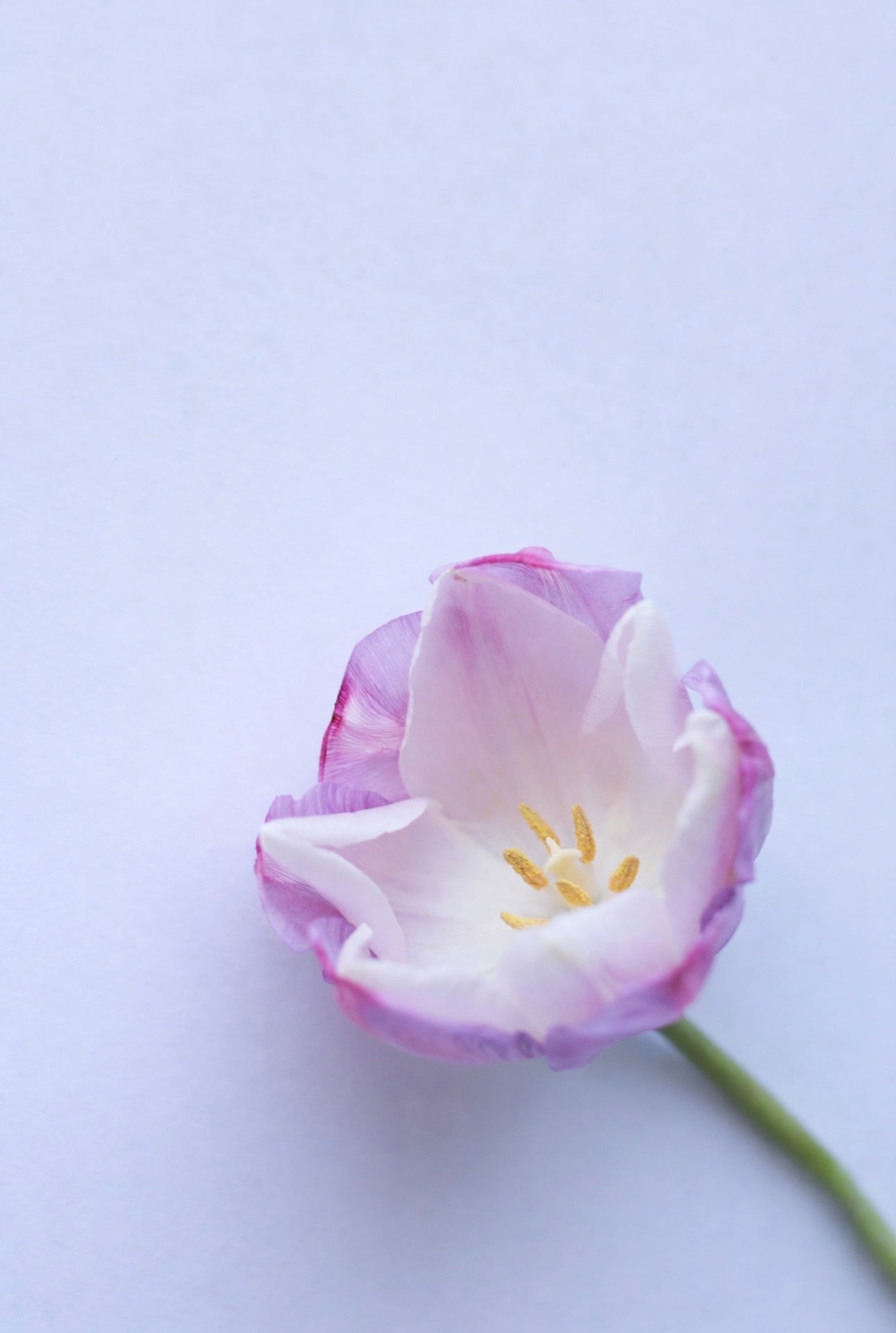 A Fragment of Silence | Tulip 01