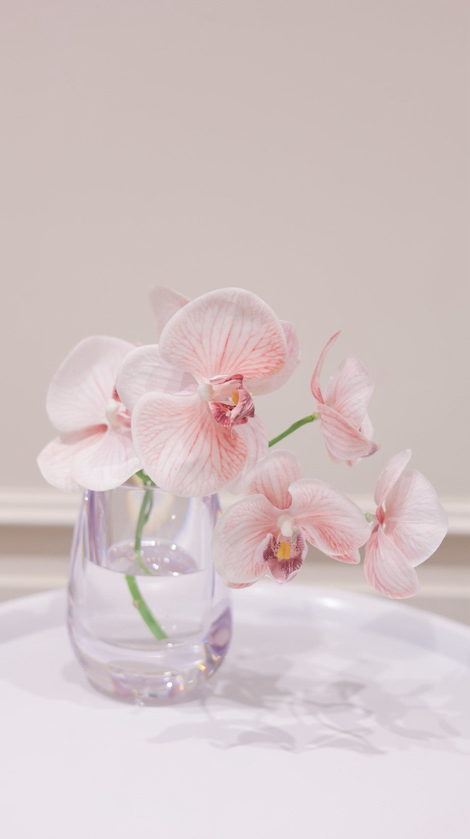 Blush Pink｜Dewdrop Phalaenopsis（胡蝶蘭）